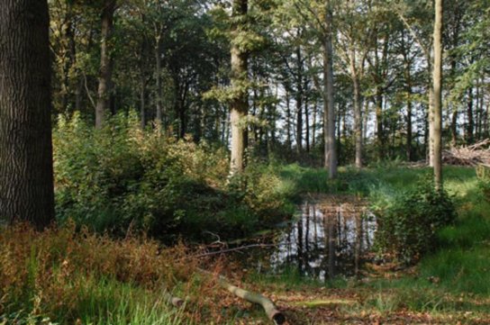 (vergroot foto)