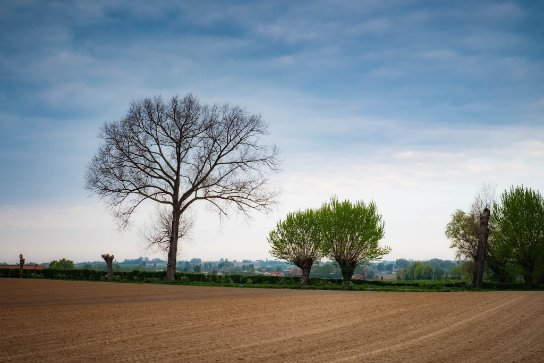 Een uitgestrekt landschap met een kale boom aan de linkerkant en twee groene bomen aan de rechterkant. Op de voorgrond ligt een akker met bewerkte grond, terwijl op de achtergrond een heldere lucht met enkele wolken zichtbaar is. (vergroot foto)