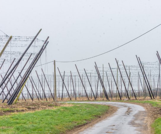 Een smalle, modderige weg slingert door een veld met schuin geplante houten palen en draden, waarschijnlijk voor de teelt van hop of andere klimplanten. De lucht is bewolkt en het lijkt te regenen. (vergroot foto)