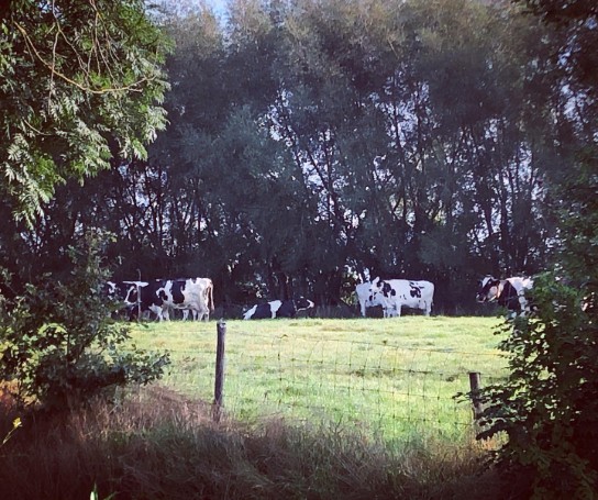  (vergroot foto)